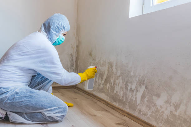 Licensed Black Mold Removal service in Cambridge, MN - WQB Mold Removal