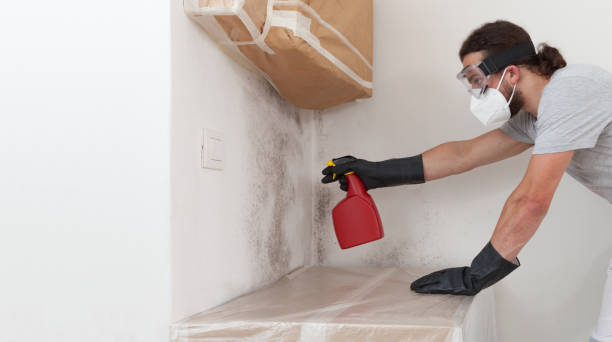 Professional Black Mold Removal technician working in Cambridge, MN