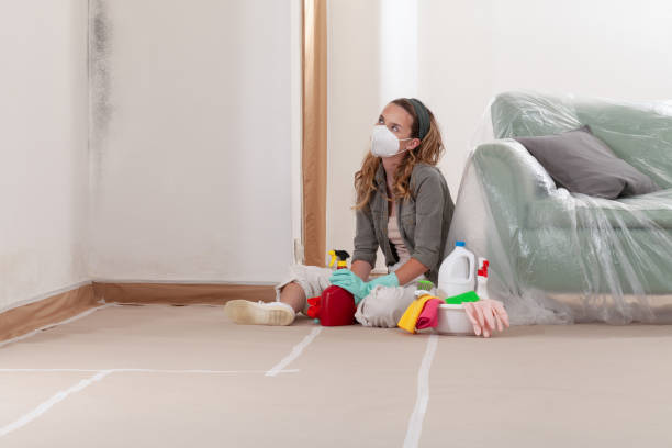 Reliable Black Mold Removal contractor in Cambridge, MN by WQB Mold Removal