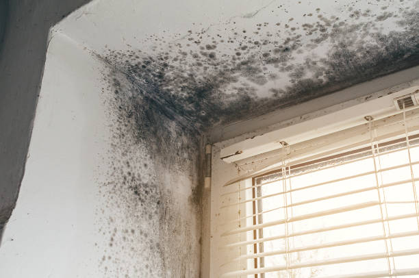 Affordable Black Mold Removal solutions in Cambridge, MN
